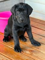 Labrador retrievers