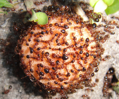 061025-fnp-news-fireants